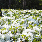 White Azalea Plants Live Tree for Outdoor Growing, 9 Months Old Starter Size, Azaleas Rhododendron Flower Vibrant Color Spring Planting