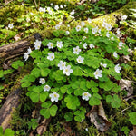 Oxalis Shamrock Plant Live 3-6 Inches Tall, Medium Oxalis Decorative Foliage Plant for Indoor Decor and Shaded Gardens