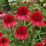 100 Coneflower Seeds for Planting, Echinacea Seeds, Double Coneflower Flower Seed, Heirloom Seed, Perennial Flower Garden