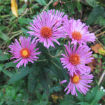Aster Live Plant, Aster Plant Live, Perennial Asters Plants, Vibrant Flower Blooms, 5-7 Inches in Height for Growing (Pink)