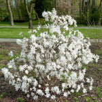 Magnolia Plant Live 6 to 12 Inches Tall, in 2.5 Inches Pot, Magnolia Tree Live Plant, Fragrant Magnolia Flowers (Star Magnolia)