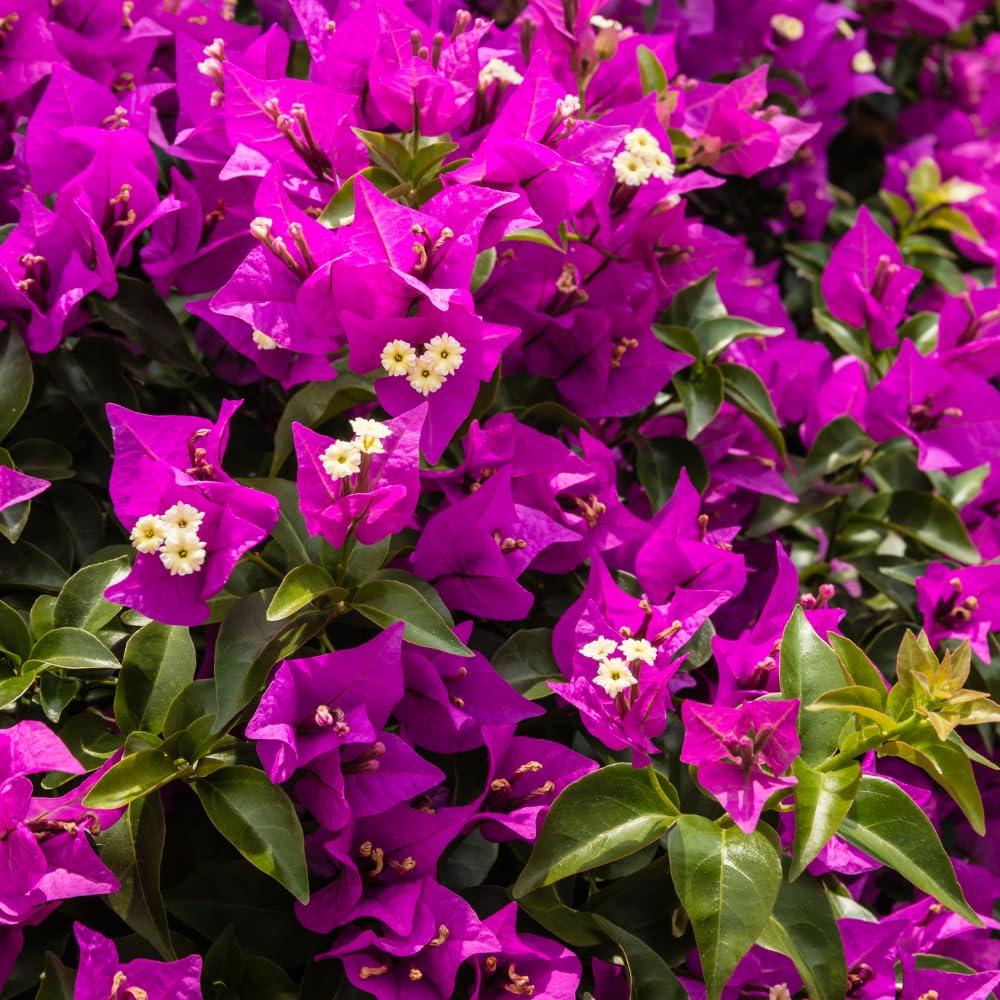 2 Bougainvillea Live Plants, Tropical Bougainvillea Flowering Vine, Fast Growing Outdoor and Container Plant, 4-8'' Tall (Bright Purple)