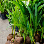 Sprouted Green Coconut Plant Tree, 6 to 8 Inc Long, Coconut Tree Live Plant