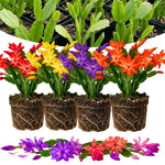 4 Christmas Cactus Plants Live, 4-7 Inch Tall (Random)
