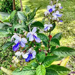 Blue Butterfly Clerodendrum Plant Live, 5-9" Tall Tropical Flowering Shrub, Clerodendrum Vine