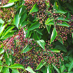 Black Elderberry Bush Live Plant, Berry Shrub, 8-12 Inch Tall