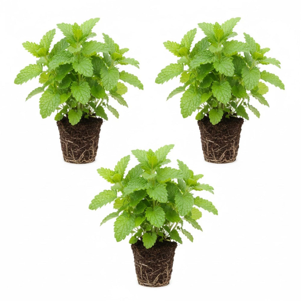 3 Lemon Balm Plants Live 4-7'' Tall, Lemon-Scented Herb for Growing Outdoor, Easy Care, Zones 4–9