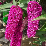 Raspberry Buddleia Butterfly Bush Plant Live, 5-9" in Tall, No Pot, Perennial Bushes Ready to Plant in Spring Outdoor Gardening, Dormant in Winter