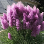 200 Purple Pampas Grass Seeds, Ornamental Grass Seeds for Planting, Perennial Pampas Grasses for Landscaping and Decoration