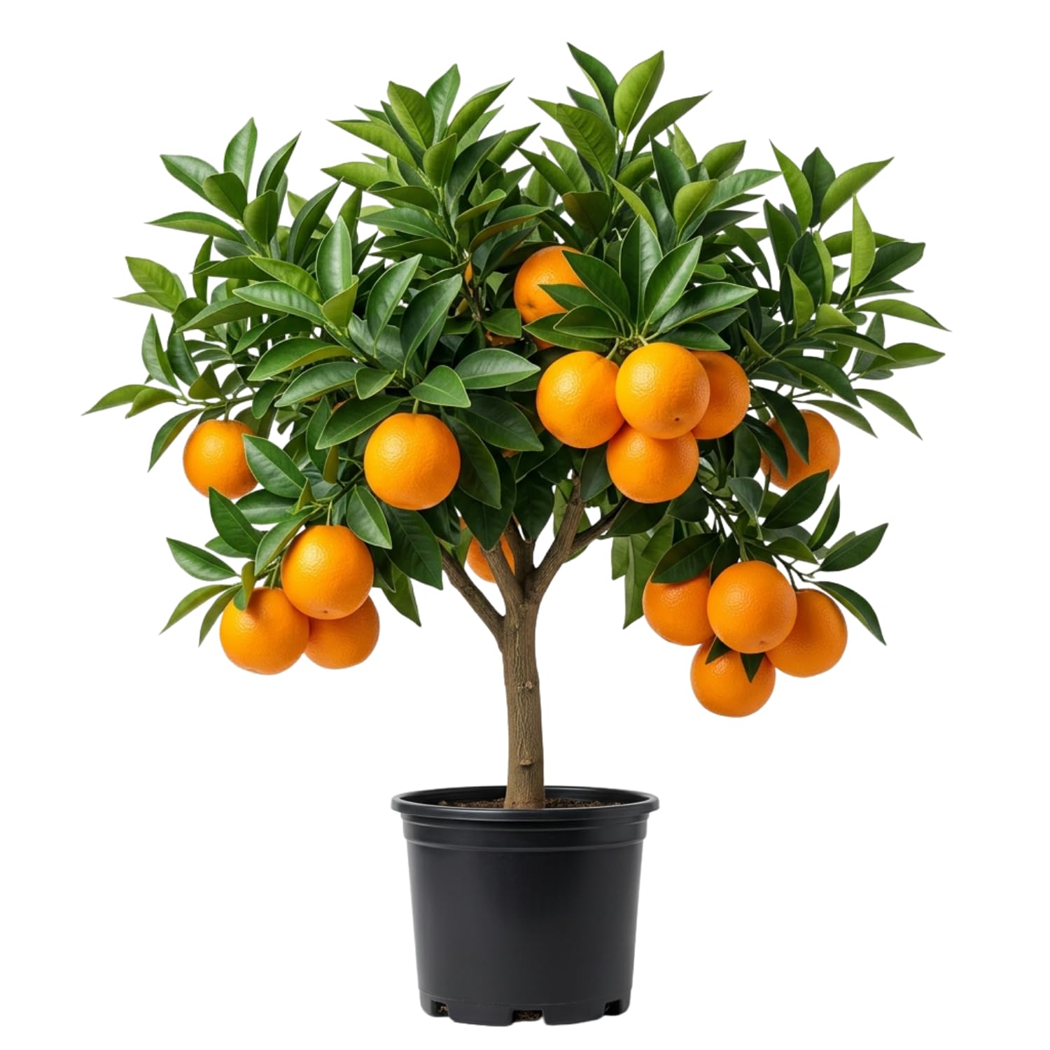 Early Season Orange Plant Live, Orange Fruit Citrus Tree Plant in Gallon Pot, 2-3 Ft Tall, Sweet Citrus Tree for Garden or Contaniers