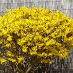 Lynwood Gold Forsythia Bush for Planting 14 to 18 Inch Height, Fragrant Forsythia Flower in Gallon Pot, Yellow Forsythia Plant Live