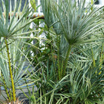Live Palm Tree Plant in 3 Gallon Pot, No CA, Large Fully Rooted Size, Ready to Plant for Home Décor Indoor Outdoor Landscape, Rare Palm Trees, European Fan Palm