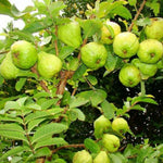 White Guava Plant, Fast Growing Sweet Guava Tree Live Plant for Edible Fruits and Tropical Landscaping, 10 Inc Tall