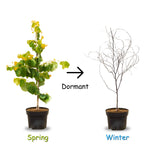 Purple Redbud Tree in Quart Pot, Hardy Red Bud Trees, Purple Flowering Tree, Winter Dormant, Border and Garden Planting