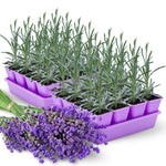 2 English Lavender Plants Live for Planting Outdoor, 3-4" Lavender Live Plants for Fragrant Sun Perennial Herb