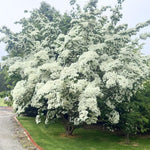 6"-1' Kousa Dogwood Trees Live Plant, 1 Year Old White Kousa Flowering Dogwood Trees Shrubs for Planting Outdoors