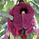 2 Dutchman's Pipe Vine Giant Live Tropical Plants, 6-12" in Tall, Dormant and Bare Root in Winter, Fast Growing