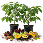 2 Pawpaw Live Plants, Paw Fruit Tree, 6-12 Inch Tall, Quart Pot