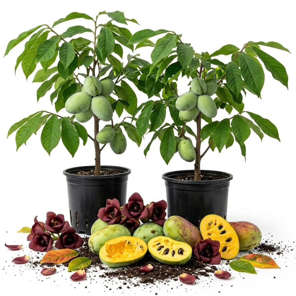 2 Pawpaw Live Plants, Paw Fruit Tree, 6-12 Inch Tall, Quart Pot