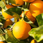 Valencia Orange Plant Live, Orange Fruit Citrus Tree Plant in Gallon Pot, 2-3 Ft Tall, Sweet Citrus Tree for Garden or Contaniers