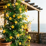 2 Yellow Mandevilla Plants Live 4–7" Tall, Live Mandevilla Flowering Tropical Vines for Patio, Containers and Backyard Landscaping