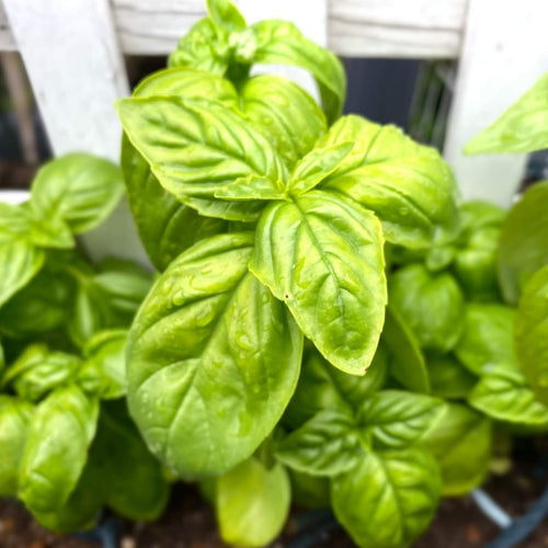 2 Basil Plants Live, Large Leaf Basil Plant Pot, Fragrant Plant for Outdoor Garden, 4 Inc Pot