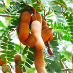 Sour Tamarind Tree Live Plant, 2-3 Feet Tall in 1 Gallon Pot, Tropical Fruit Tree