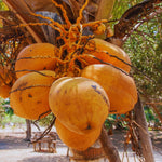 Sprouted Yellow Coconut Plant Tree, 6 to 8 Inc Long, Coconut Tree Live Plant