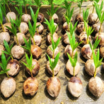 Yellow Coconut Sprouted Live Plant, 6-8 Inches Tall, Tropical Coconut Seedling for Outdoor Garden, Patio, Landscape and Container Growing