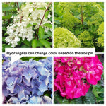 2 Random Change Color Hydrangea Live Plants, Hydrangea Tree Plant, 4-6 Inches Tall, Indoor Outdoor Decorative Flowering Plant, Summer Planting