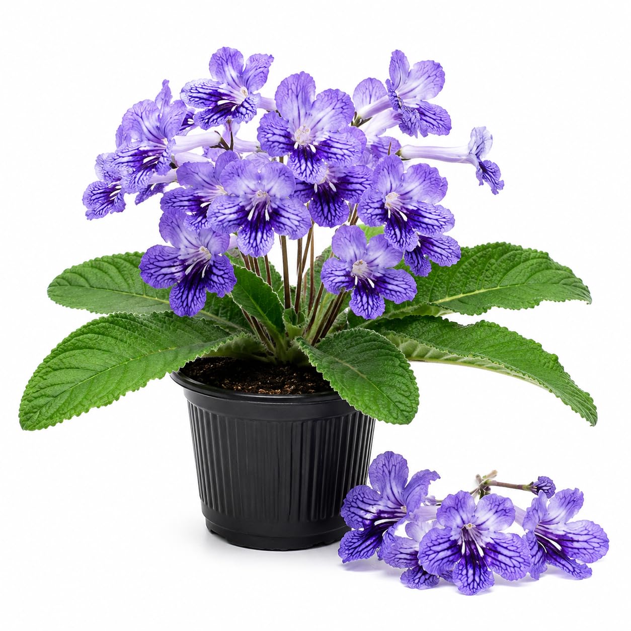 Blueberry Streptocarpus Lady Slipper Plants in 3.25 Inch Pot, Live Flowering Houseplant for Patio, Containers and Indoor Gardening