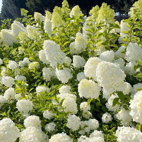 2 Hydrangea Plant Live, Hardy Hydrangea Bush Shrub for Outdoor Garden Planting, Bare Roots Dormant 6-12 Inch (Lime Hydrangea)