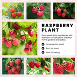 High Yield Raspberry Plants Live for Outdoor Planting, Size 5-9" in Tall, No Pot, Dormant in Winter, Cold Hardy (Red Caroline)