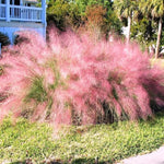 2 Pink Muhly Grass Plants Live, 5-9 Inch Tall Hardy Ornamental Grass Live Plants for Landscaping and Borders