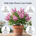 Lavender Lilac Tree, Compact Fragrant Flowering Lilac Shrub for Garden and Landscape, Lilacs in Quart Pot