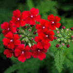 Set 2 Verbena Live Plants, Perennial Verbena Flowers, Long-Lasting, Hardy Flowering Plant for Planting (Red)
