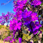 Pack 4 Purple Tibouchina Plants Live 5 to 8 Inch Height, Purple Princess Tibouchina Live Plant to Grow, Tibouchina Flower