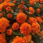 Chrysanthemum Plants Live 4 to 7 Inch Tall, Mums Live Plants, Vibrant Perennial Mum Plant for Planting in Garden (Orange)