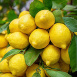 Grafted Meyer Lemon Tree Live Plant, 2 Feet Tall, Fragrant Yellow Citrus Tree, Suitable for Indoor or Outdoor Garden Growing