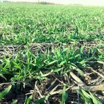 3lb Rye Cover Crop Seeds, Winter Rye Seeds for Garden Ground Cover and Seasonal Growing