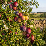 Cherry Plum Tree Live Plant, Plum Fruit Tree Plant, 2-3 Ft Tall