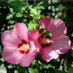 2 Althea Rose of Sharon Hibiscus Shrubs Live Seedlings, Bareroots 1 to 2 Feet Tall, Hardy Perennial Flowering Bushes for Garden (Pink)