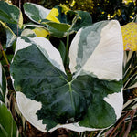 Green White Colocasia Elephant Ear Plants Live 4–7 Inches Tall, Taro Alocasia Tropical Foliage Plants for Outdoor Garden Home Decor