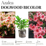 2 Bicolor Red White Azalea Plants Live Tree, Blooming Rhododendron Bushes, 5-10 Inc Tall, No Pot, for Indoor Outdoor Planting, Dogwood Azalea