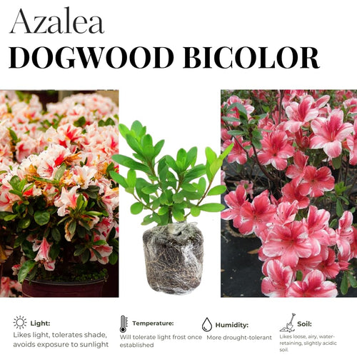 2 Bicolor Red White Azalea Plants Live Tree, Blooming Rhododendron Bushes, 5-10 Inc Tall, No Pot, for Indoor Outdoor Planting, Dogwood Azalea