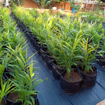 4 Ginger Plants Live, 4 to 6 Inches in Height, Live Ginger Plants, Ginger Live Plants for Garden, Ginger Well Rooted, Ready to Plant