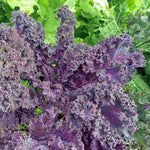 2 Pots Red Kale Plants, 4 Inch Pot Kale Plants Live for Planting Indoor Outdoor Home Garden, Containers, Live Vegetables Plant
