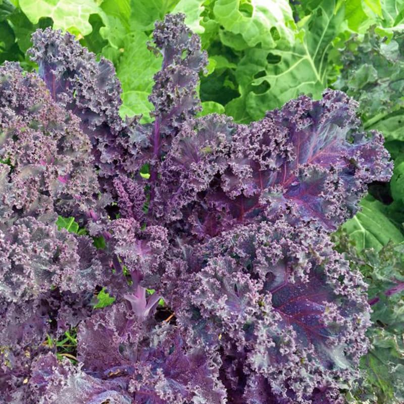 2 Pots Red Kale Plants, 4 Inch Pot Kale Plants Live for Planting Indoor Outdoor Home Garden, Containers, Live Vegetables Plant