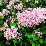 Kim Lilac Tree Live Plant for Outdoor Spring Planting, 1 Year Old Tree 6-12" Tall in Quart Pot, Purple Lilac Trees