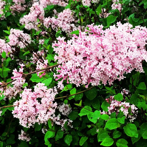 Kim Lilac Tree Live Plant for Outdoor Spring Planting, 1 Year Old Tree 6-12" Tall in Quart Pot, Purple Lilac Trees